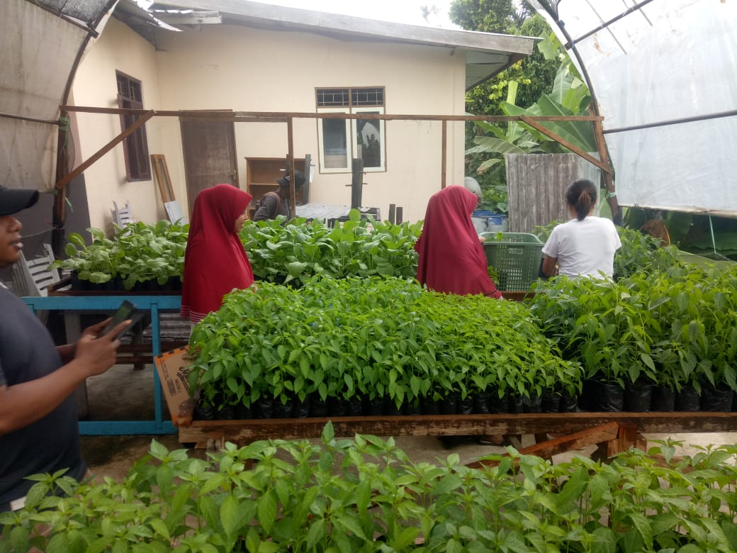 Ajak Warga Manfaatkan Lahan Pekarangan,  Pemdes Hunuth Sediakan Bibit Gratis di Rumah Bibit Desa